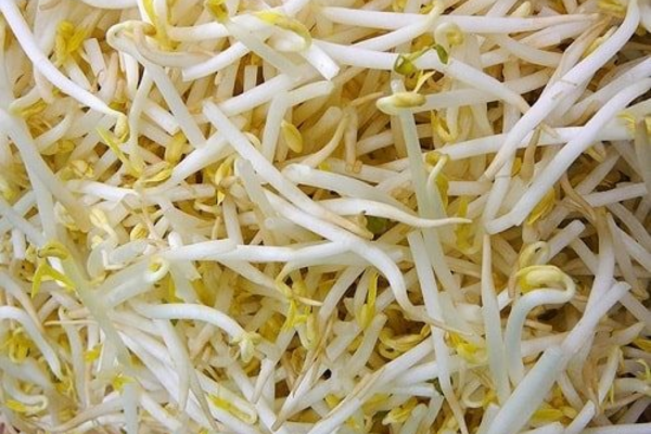 9 loại thực phẩm bổ dưỡng dành cho chim cảnh - Ảnh 4