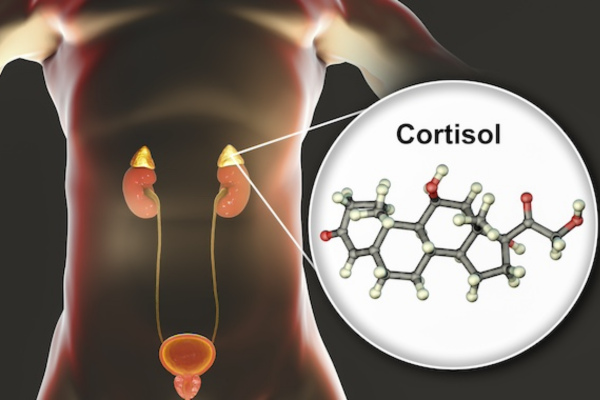 Hormone cortisol được sản xuất chủ yếu ở tuyến thượng thận