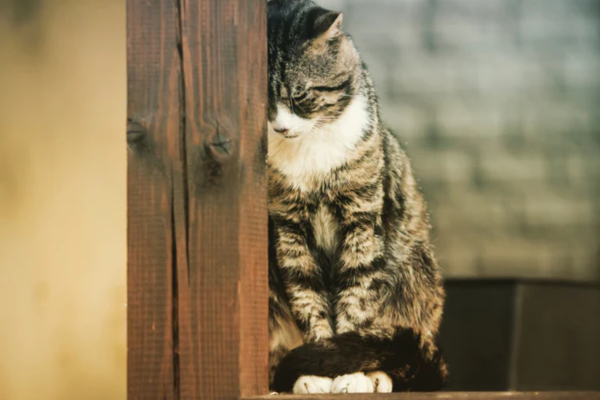 Mèo cưng cũng có thể bị stress