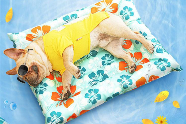 Trên thị trường hiện nay có nhiều loại nệm gel làm mát dành cho cún cưng giúp hạ thân nhiệt hiệu quả