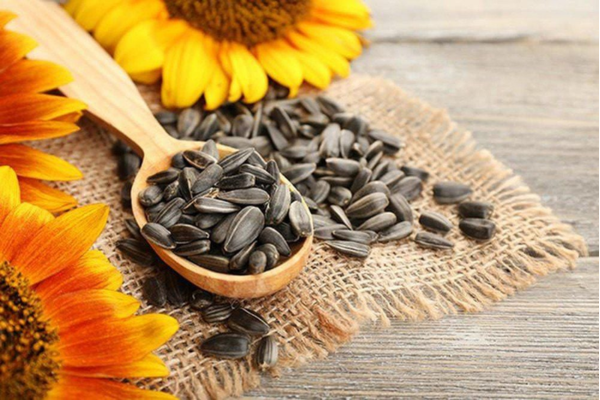 Hạt hướng dương có chứa nhiều vitamin E, B1, B2, B3, C và một số chất khoáng như calci, kẽm, sắt, mangan, magne, phospho...