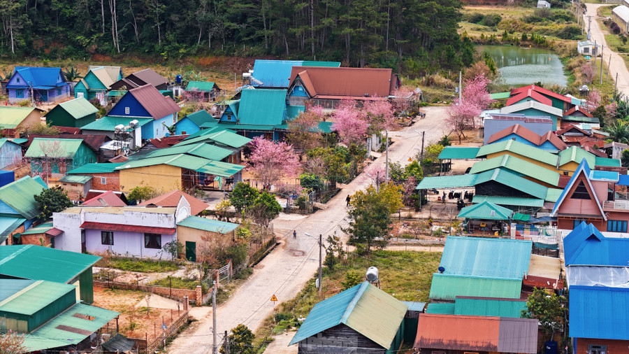 Làng K’Long K’Lanh vào mùa hoa anh đào nở - Ảnh: Báo Gia Lai
