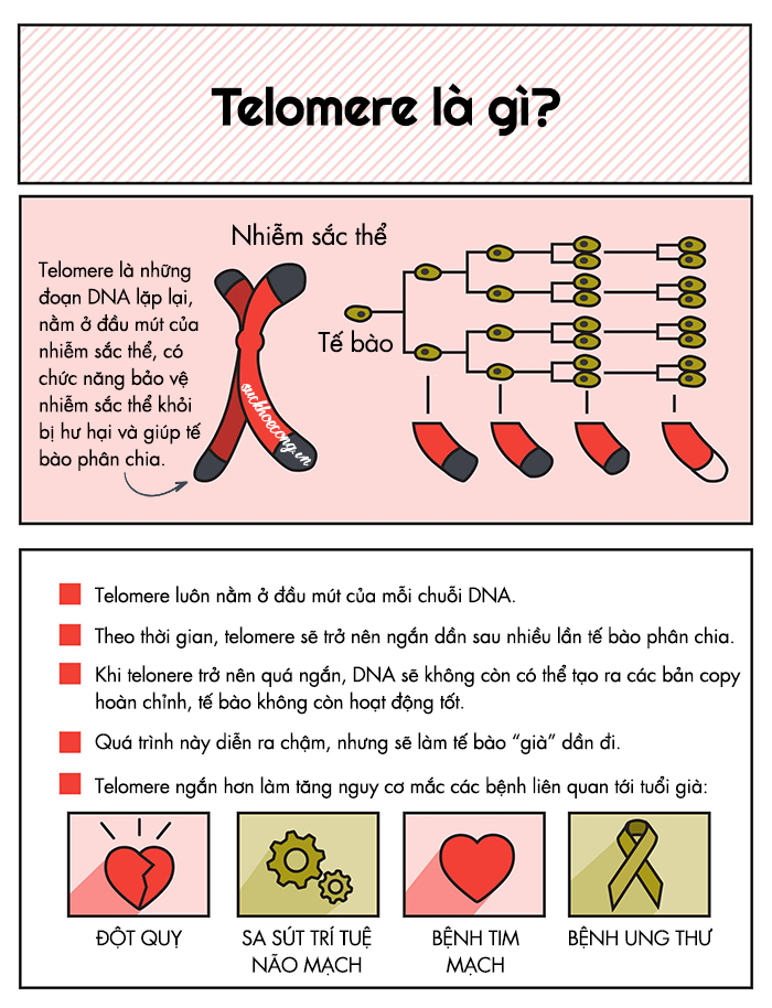 telomere