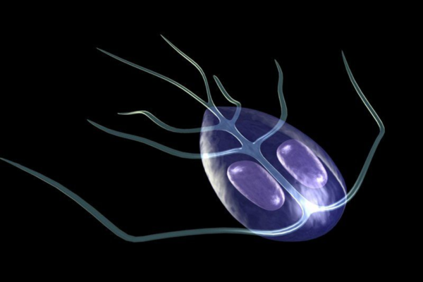 Tại Mỹ, bệnh viêm ruột do ký sinh trùng Giardia được ghi nhận là nguyên nhân gây tiêu chảy phổ biến nhất.