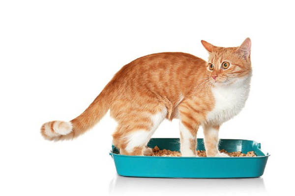 Ký sinh trùng Toxoplasma gondii thường lây từ phân mèo qua người trong quá trình dọn dẹp