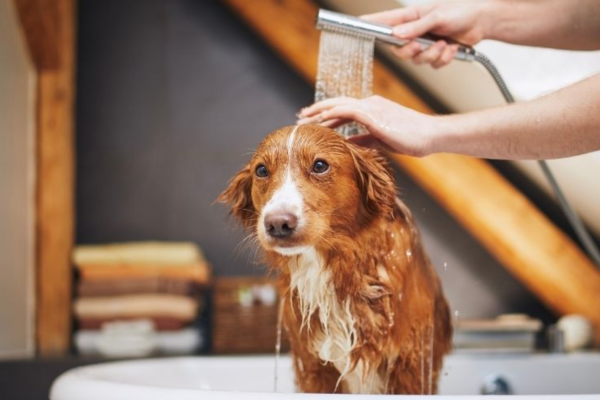 Tắm cho cún cưng quá nhiều cũng có thể gây khô da