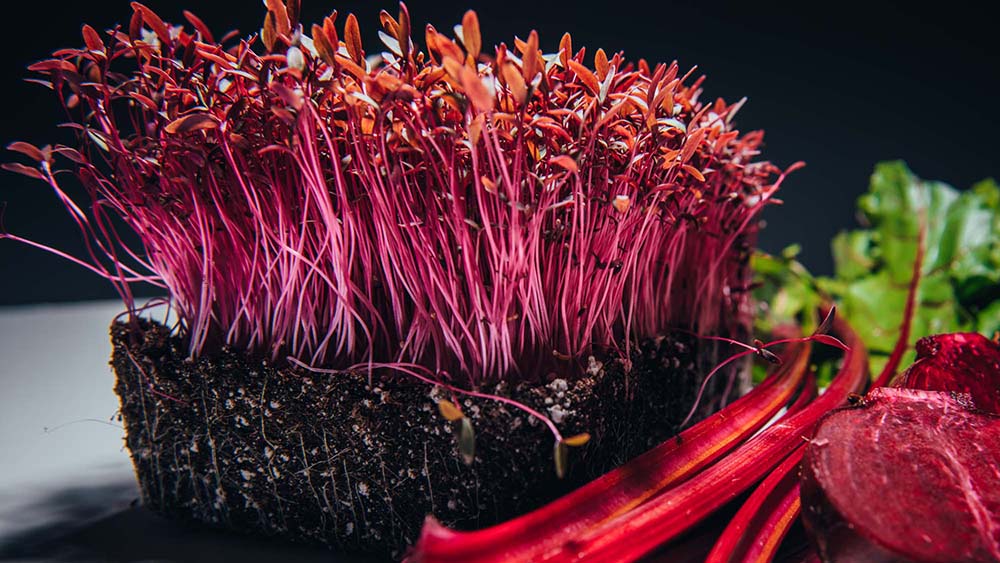 Rau mầm hạt dền đỏ chứa nhiều chất chống oxy hóa anthocyanin
