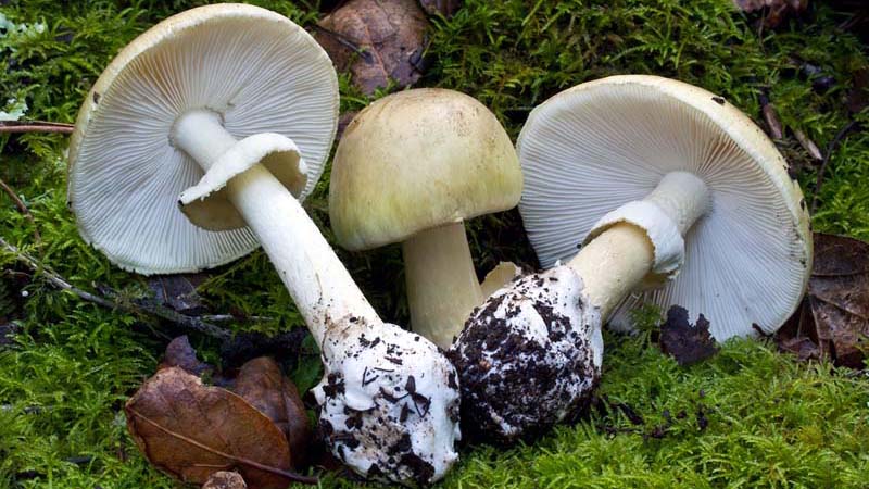 9 loài nấm độc