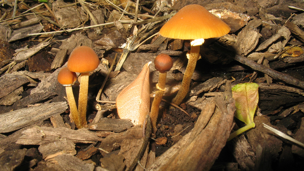9 loài nấm độc