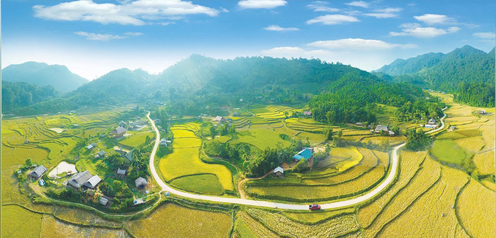 Mùa vàng rực rỡ tại xã Bạch Xa - Ảnh: FB Bạch Xa Ngày Mới