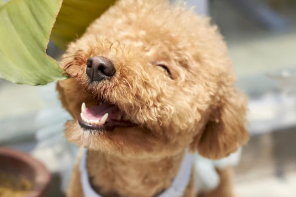 Poodle là một trong những giống cún phổ biến, được ưa chuộng nhất tại Việt Nam, nhưng chúng cũng nằm trong nhóm có nguy cơ mắc hẹp khí quản cao.
