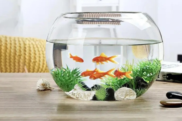 Không nên nuôi quá nhiều cá trong bể nhỏ, thiếu không khí