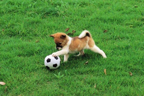 Cho cún con làm quen với một vài món đồ chơi mới có thể giúp chúng vui vẻ hơn.
