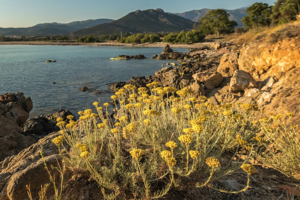 Hoa cúc trường sinh Helichrysum nở rực rỡ trên đảo Corsica