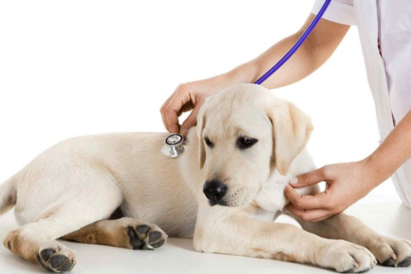 Bác sĩ thú y thường dùng ống nghe để đánh giá nhịp tim chính xác hơn, đặc biệt khi nghi ngờ rối loạn nhịp hoặc bệnh tim.