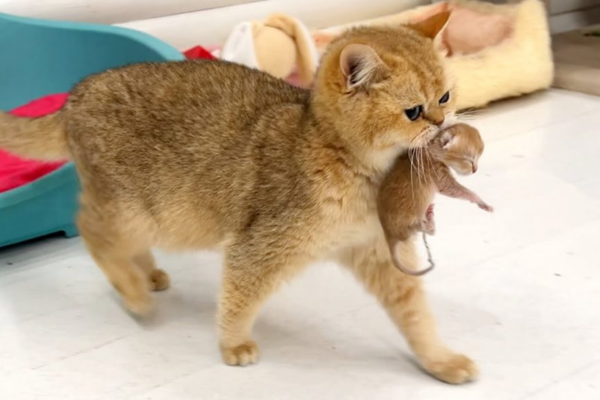 Mèo mẹ sẽ mang mèo con đi giấu nếu chúng cảm thấy mất an toàn.