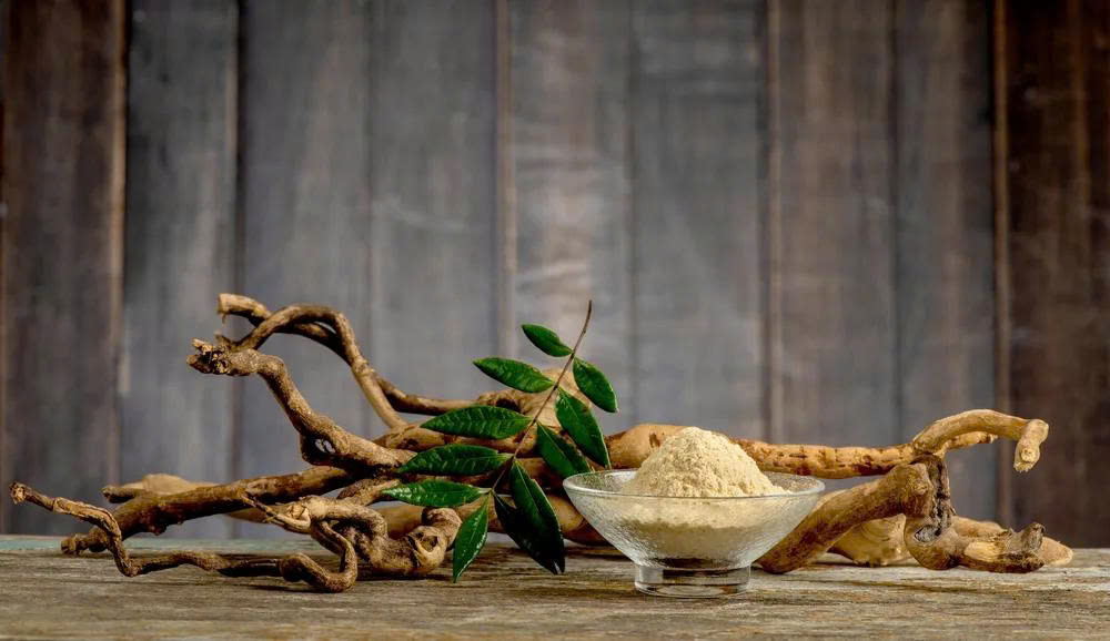 Cây bách bệnh được ứng dụng nhiều trong y học