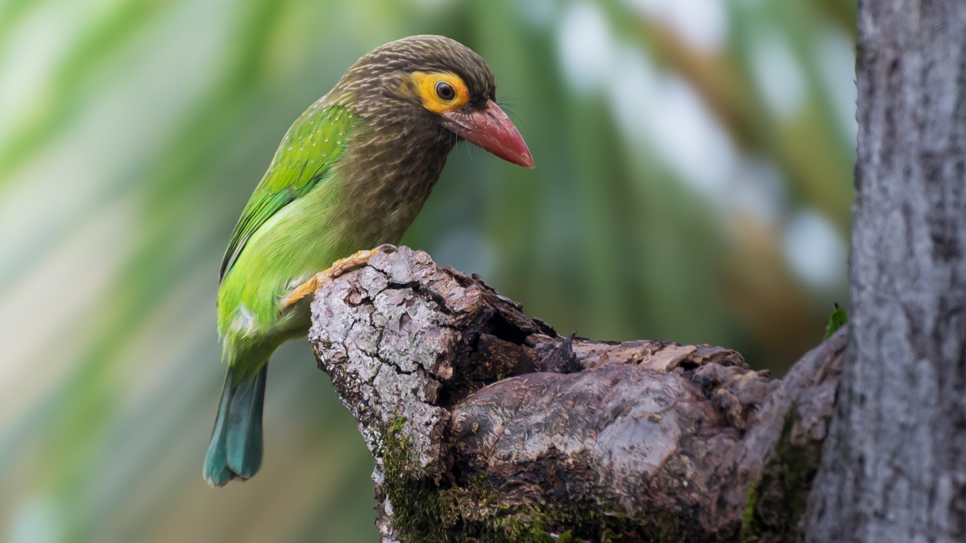 Chim barbet trán đỏ tại vườn quốc gia Yala - Ảnh: andbeyond.com
