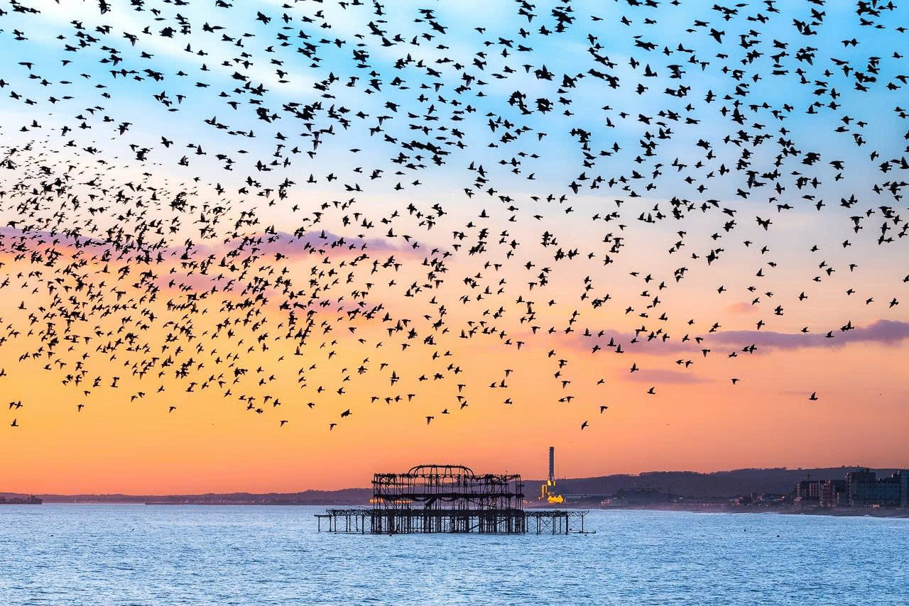 Khung cảnh murmuration tuyệt đẹp tại Brighton - Ảnh: michaelstevenharris.com