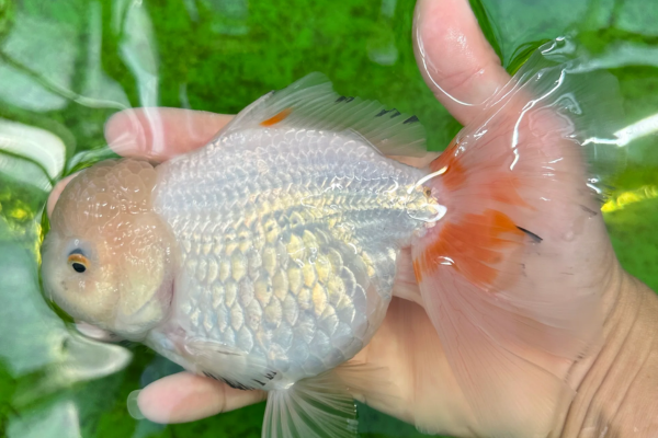 Một số chú cá dần dần đổi màu từ vàng sang trắng