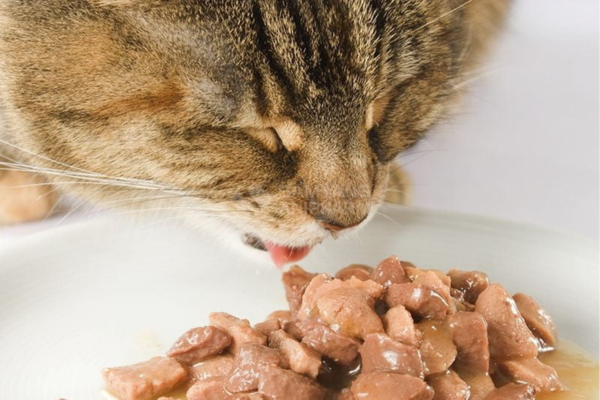 Mèo cần một chế độ ăn cân bằng chất đạm, ít carbohydrate, chất béo, vitamin và khoáng chất.