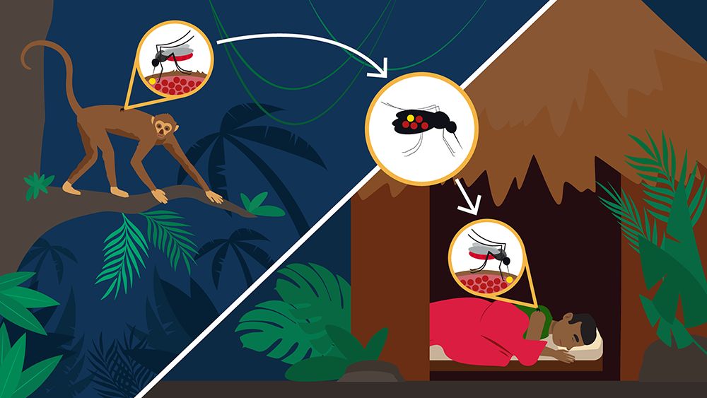 Muỗi Aedes aegypti là trung gian truyền bệnh sốt vàng da, dengue và Zika sang người