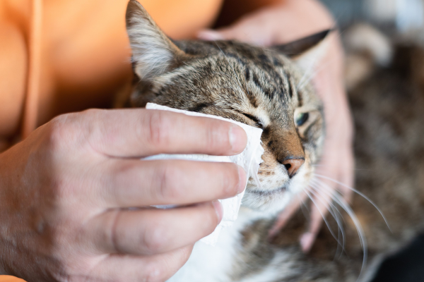 Không nên tự ý nhỏ mắt hoặc bôi các loại thuốc vào mắt mèo vì có thể làm nghiêm trọng hơn tình trạng.