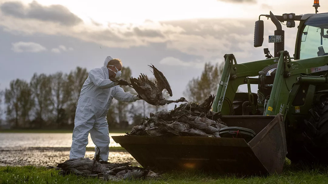 Nhân viên dùng máy kéo thu gom xác sếu chết do đợt bùng phát cúm gia cầm tại Fehrbellin (Đức) - Ảnh: AP