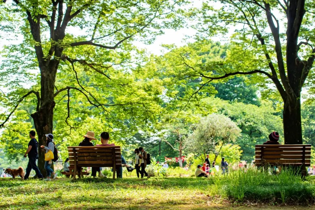 Sắc xanh tại công viên Yoyogi - Ảnh: Tokyo Treat