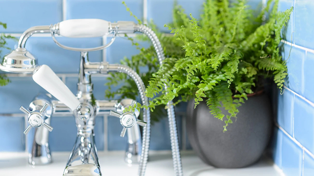 Dương xỉ Boston phù hợp cho phòng tắm có cửa sổ thoáng khí, độ ẩm cao 