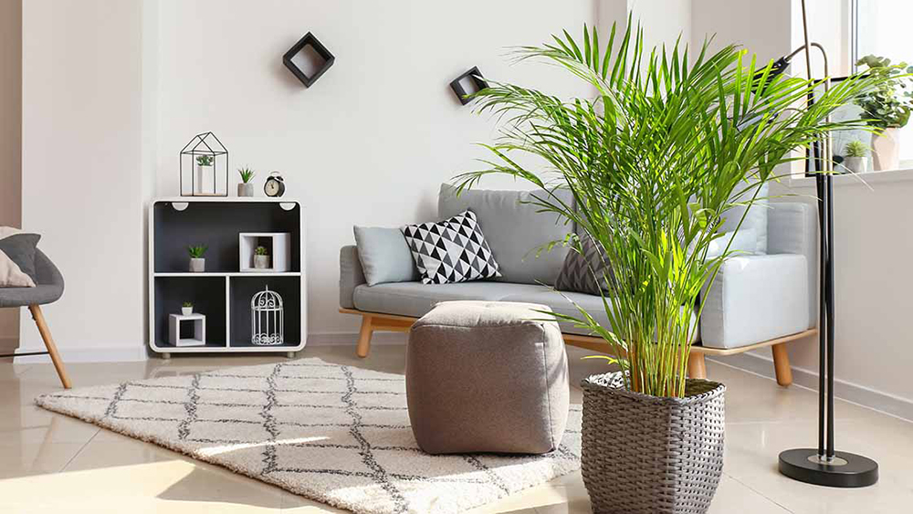 Cau cảnh giúp thanh lọc không khí, nên đặt ở phòng khách hoặc tiền sảnh - nơi có ánh sáng gián tiếp dồi dào