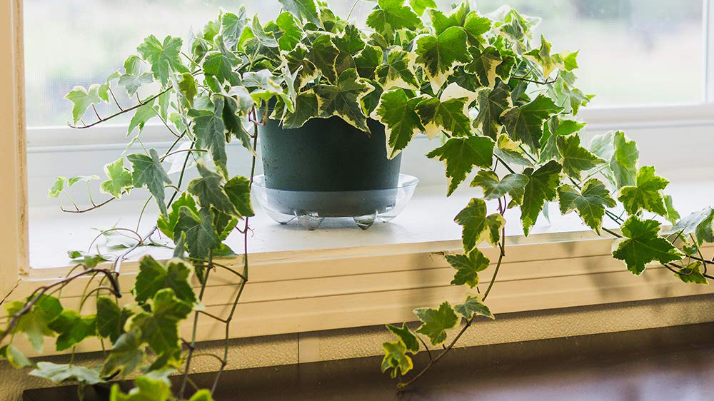 Thường xuân Anh giúp hút bớt độ ẩm quanh khu vực tường ẩm hoặc gần cửa sổ dễ đọng hơi nước