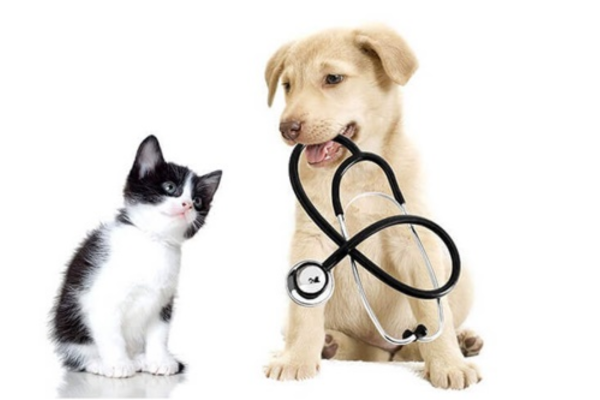 Cũng giống như con người, thú cưng cần được thăm khám định kỳ