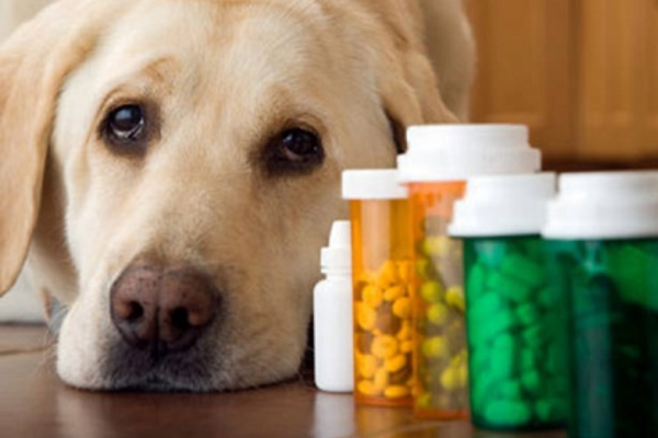 Không nên dùng các loại thực phẩm bổ sung của người cho thú cưng