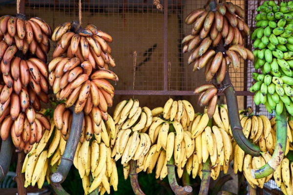 Không chỉ chứa nhiều dưỡng chất tốt cho sức khoẻ, quả chuối còn có tính ứng dụng cao, được dùng làm nguyên liệu chế biến nhiều món ăn phổ biến.