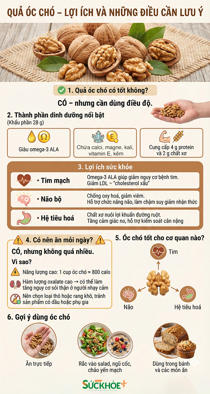 Infographic Quả óc chó Lợi ích và những điều cần lưu ý