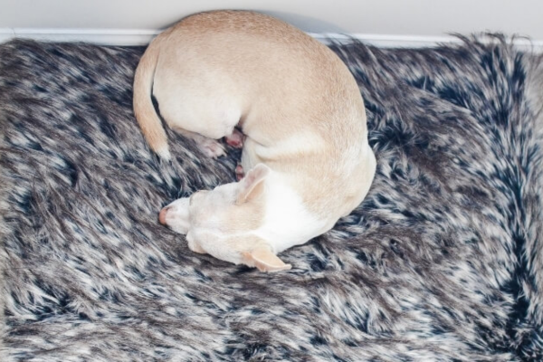 Cún cưng đi vòng tròn có thể là dấu hiệu sớm của đột quỵ thường dễ bị nhầm lẫn và bỏ qua.