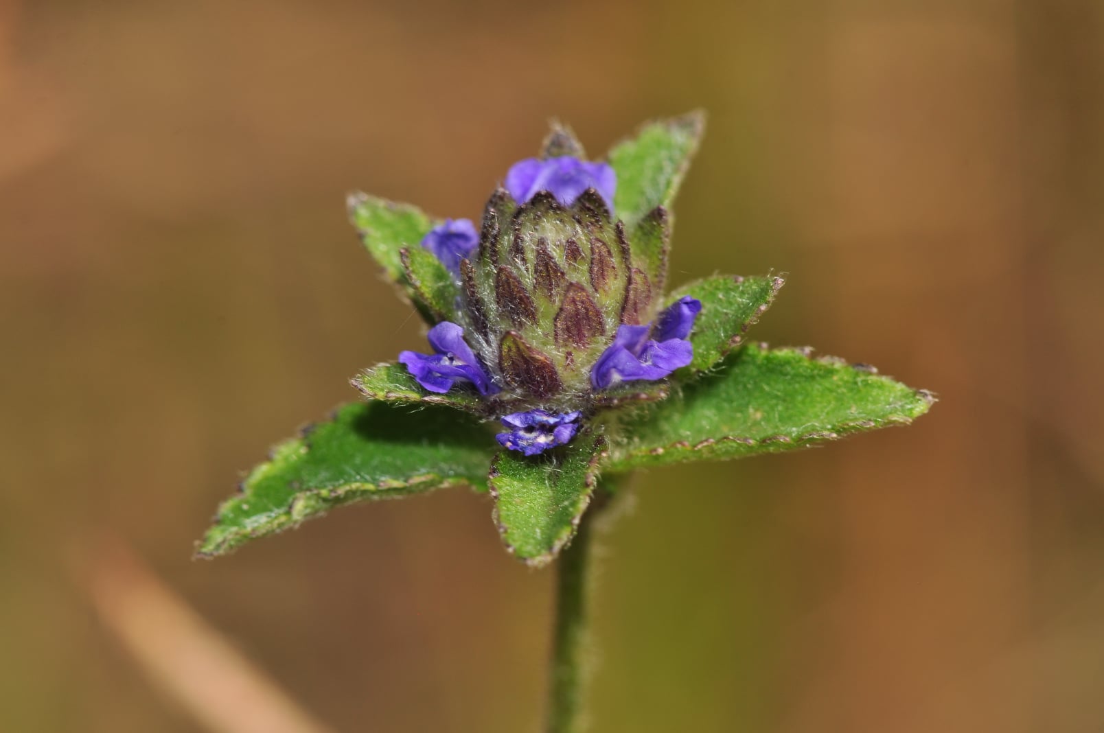 Một số nơi gọi cây thạch xương bồ là cây bồ bồ, tuy nhiên đây là 2 loại khác nhau