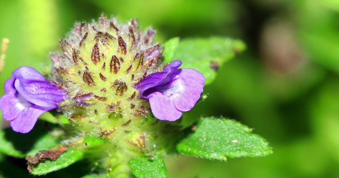 Bồ bồ là loại dược liệu quý, được ứng dụng nhiều trong y học