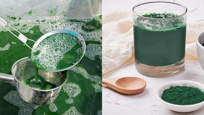 Tảo xoắn spirulina có thể nhiễm kim loại nặng từ nguồn nước, ở dạng bột cô đặc hàm lượng còn cao hơn
