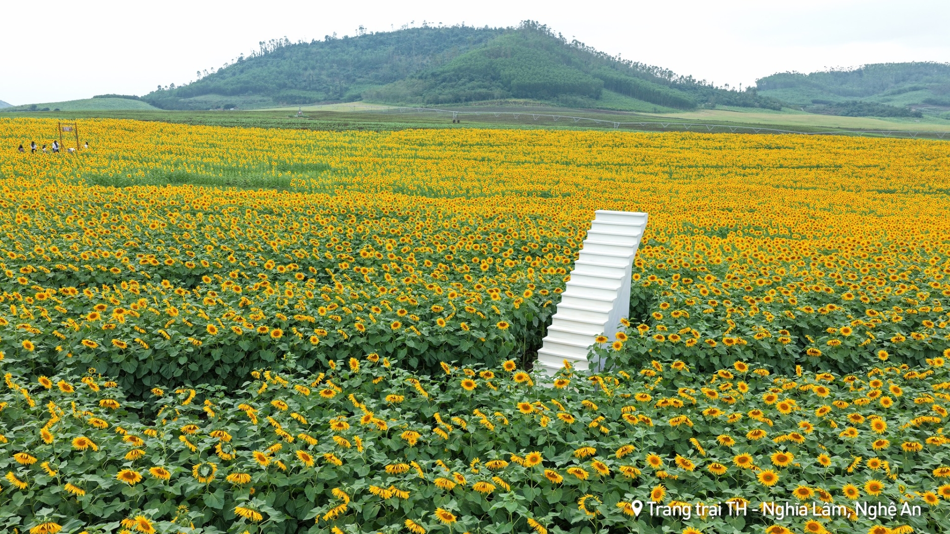 Cánh đồng hoa với sắc vàng rực rỡ giữa miền Tây xứ Nghệ - Ảnh: TH true MILK