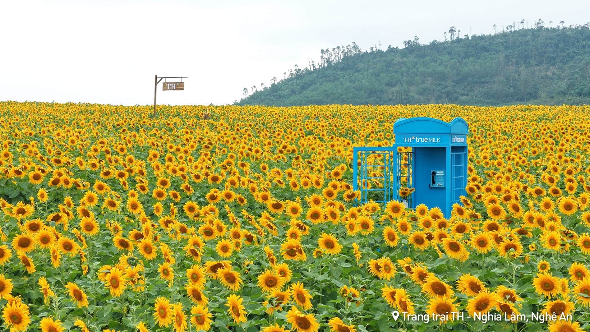 Cánh đồng hoa hướng dương thuộc Tập đoàn TH - Ảnh: TH true MILK