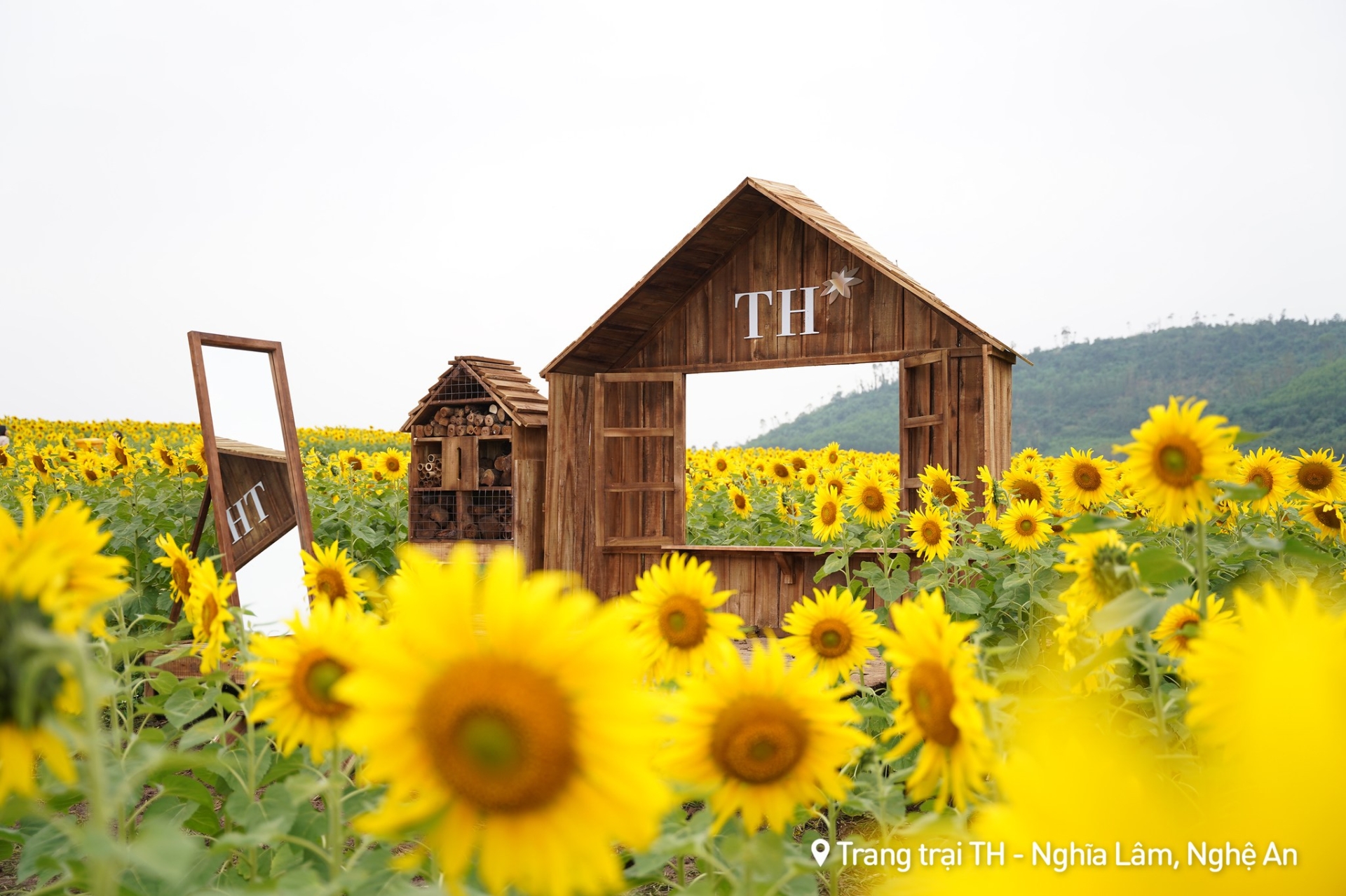 Nhiều tiểu cảnh nghệ thuật được trang trí ngay tại cánh đồng hoa - TH true MILK