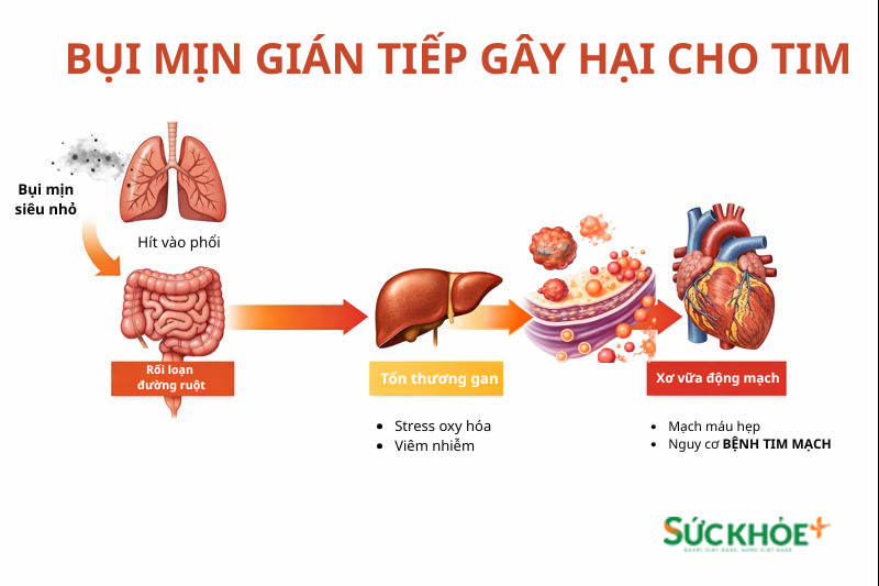 Bụi mịn gây hại cho tim được thể hiện bằng sơ đồ minh họa