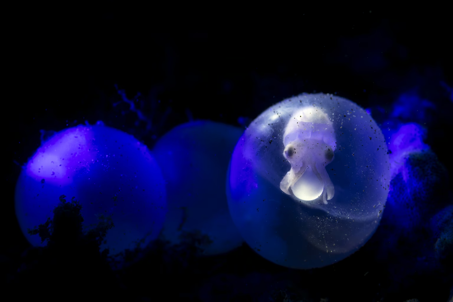 Một quả trứng mực, được chiếu sáng bằng ống soi có đèn nền, làm nổi bật cấu tạo và các giai đoạn phát triển của phôi thai. Bức ảnh độc đáo này đã mang về giải nhì ở hạng mục Chủ đề cho nhiếp ảnh gia Giancarlo Mazarese.