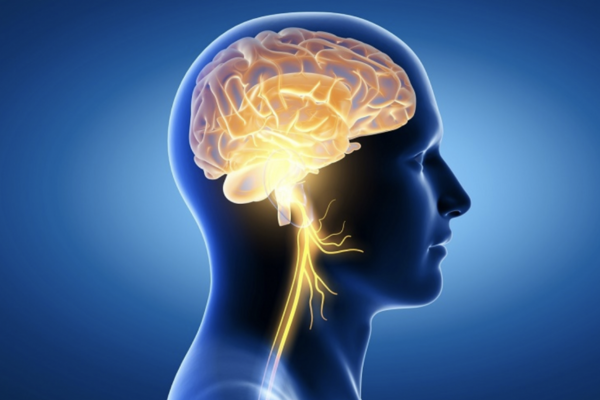 Não bộ đóng vai trò duy trì thân nhiệt cho cơ thể