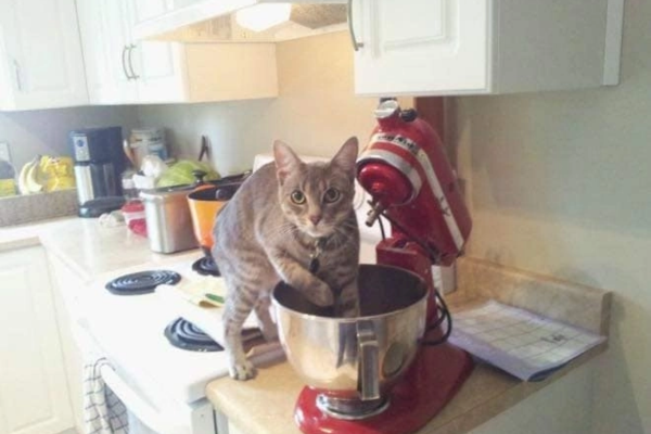 Mèo leo lên cao không chỉ vì tò mò thức ăn, mà còn do nhu cầu quan sát và cảm giác an toàn. Việc để thức ăn thừa trên quầy vô tình trở thành phần thưởng, khiến hành vi này được củng cố.