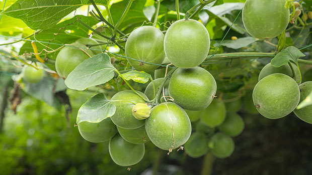 Cây la hán là cây dây leo lâu năm thuộc họ Bầu bí, phần quả được thu hoạch và phơi khô làm dược liệu