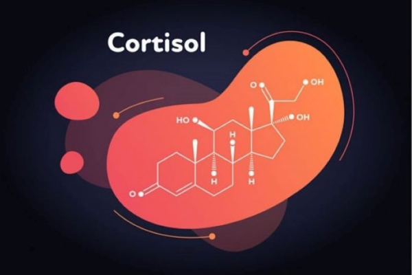 Hormone cortisol được sản xuất bởi tuyến thượng thận có thể gây căng thẳng