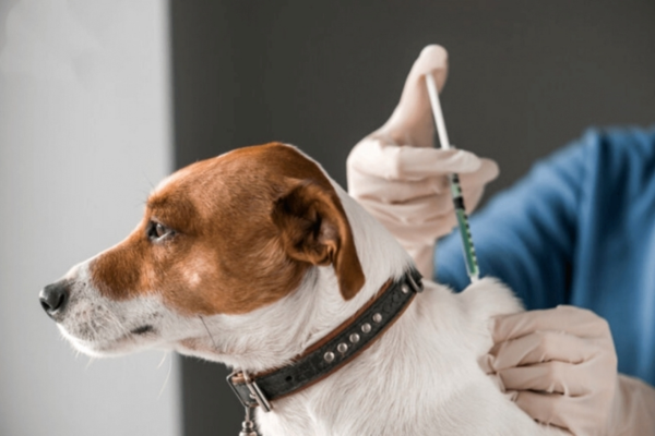 Tiêm vaccine vẫn là biện pháp phòng ngừa được các bác sỹ thú y khuyến nghị.